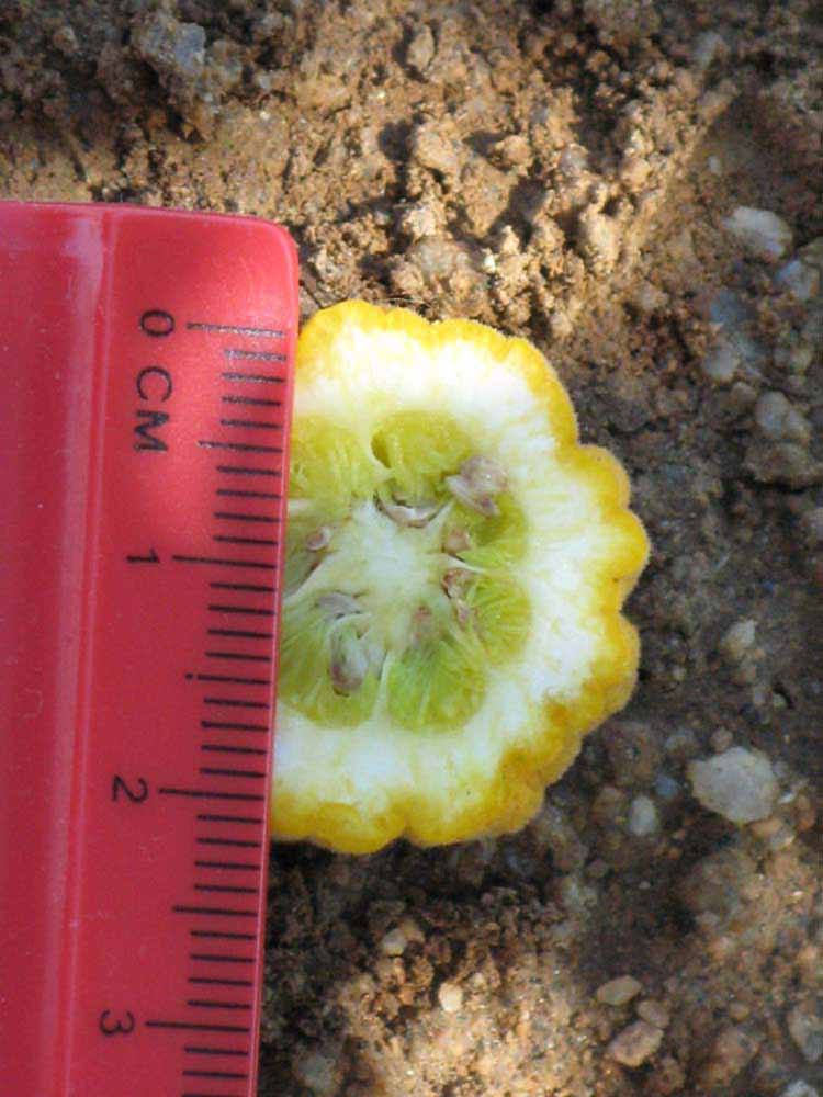            Fruit cross-section (Riverside, CA)   